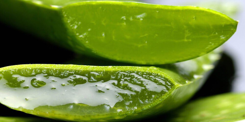 Mastika Blog Helicobacter pylori slika aloe vera