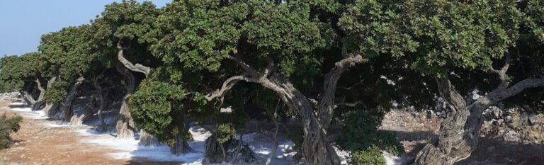 Pročitajte više o članku Obilazak slikovitog otoka Chios, doma skrivenog blaga – Chios mastike