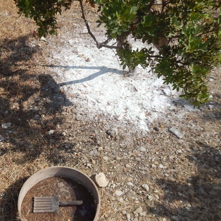 pobiranje smole Chios mastike scaled 1